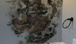 Mold Remediation Louisiana